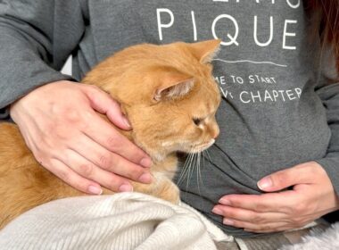 お腹の子にヒーリングサウンドを聞かせる猫