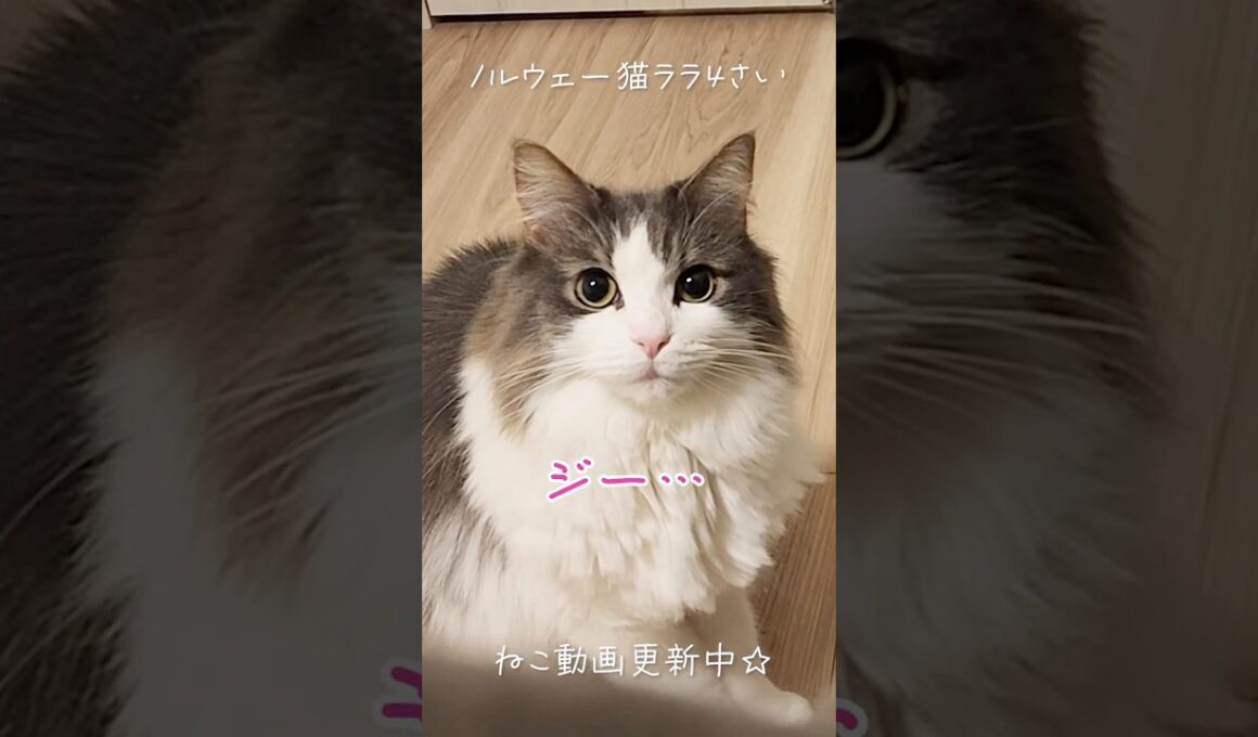 猫の圧がすごい