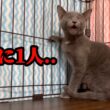 ぼっちになった子猫の鳴き声が切なすぎる