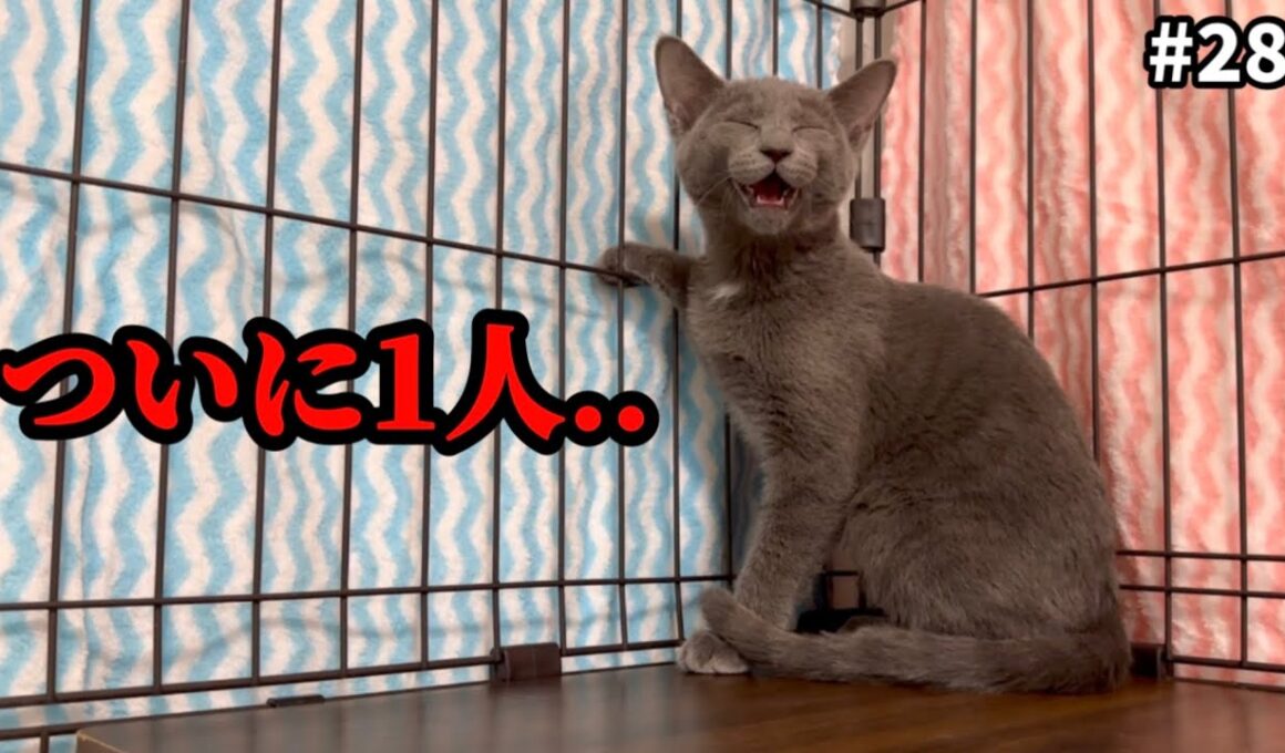 ぼっちになった子猫の鳴き声が切なすぎる