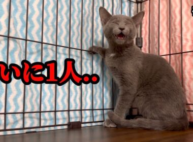 ぼっちになった子猫の鳴き声が切なすぎる