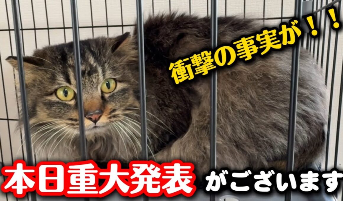 一昨日保護した長毛猫についてご報告があります