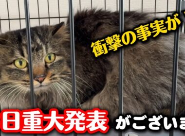 一昨日保護した長毛猫についてご報告があります
