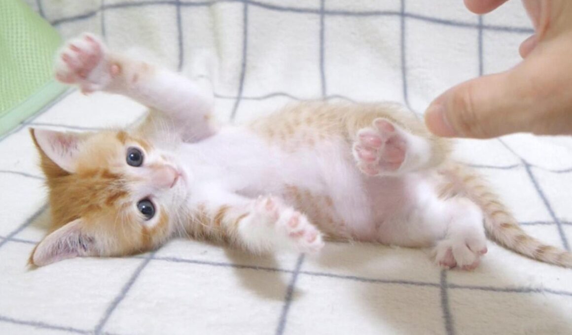 この後大変な事になっちゃった子猫さん💦【赤ちゃん猫　保護猫】