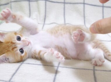 この後大変な事になっちゃった子猫さん💦【赤ちゃん猫　保護猫】