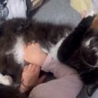 完全無防備な猫とハイタッチをしてくれる猫　ラガマフィン　サイベリアンA defenseless cat and another cat giving a high-five.
