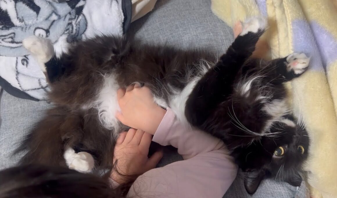 完全無防備な猫とハイタッチをしてくれる猫　ラガマフィン　サイベリアンA defenseless cat and another cat giving a high-five.