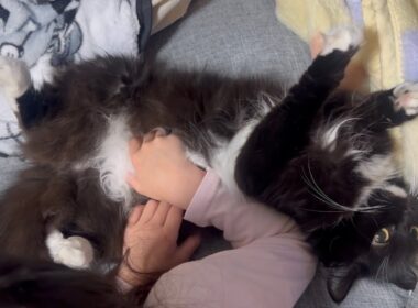 完全無防備な猫とハイタッチをしてくれる猫　ラガマフィン　サイベリアンA defenseless cat and another cat giving a high-five.