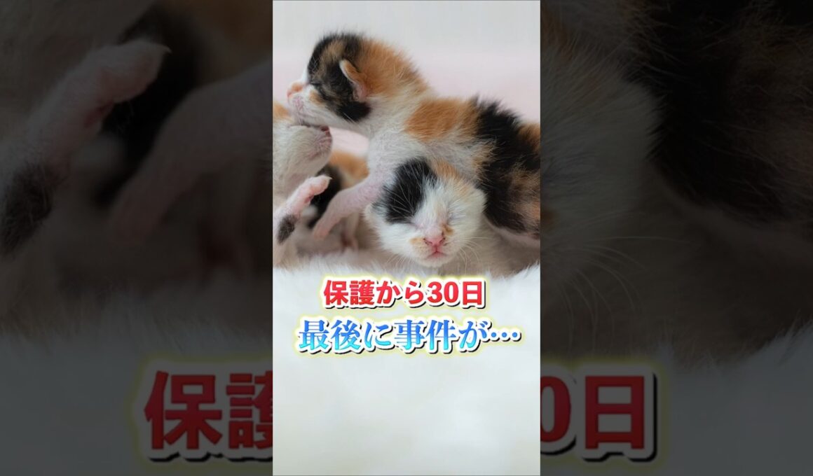 生後1日で保護した子猫。30日後に家族が戦慄。。。