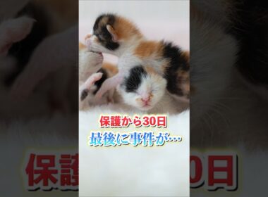 生後1日で保護した子猫。30日後に家族が戦慄。。。