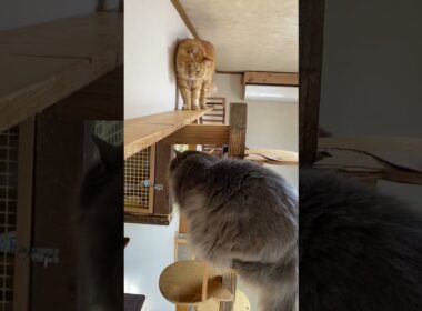 時々緊張が走ります　マイケルくんとダスティーくん