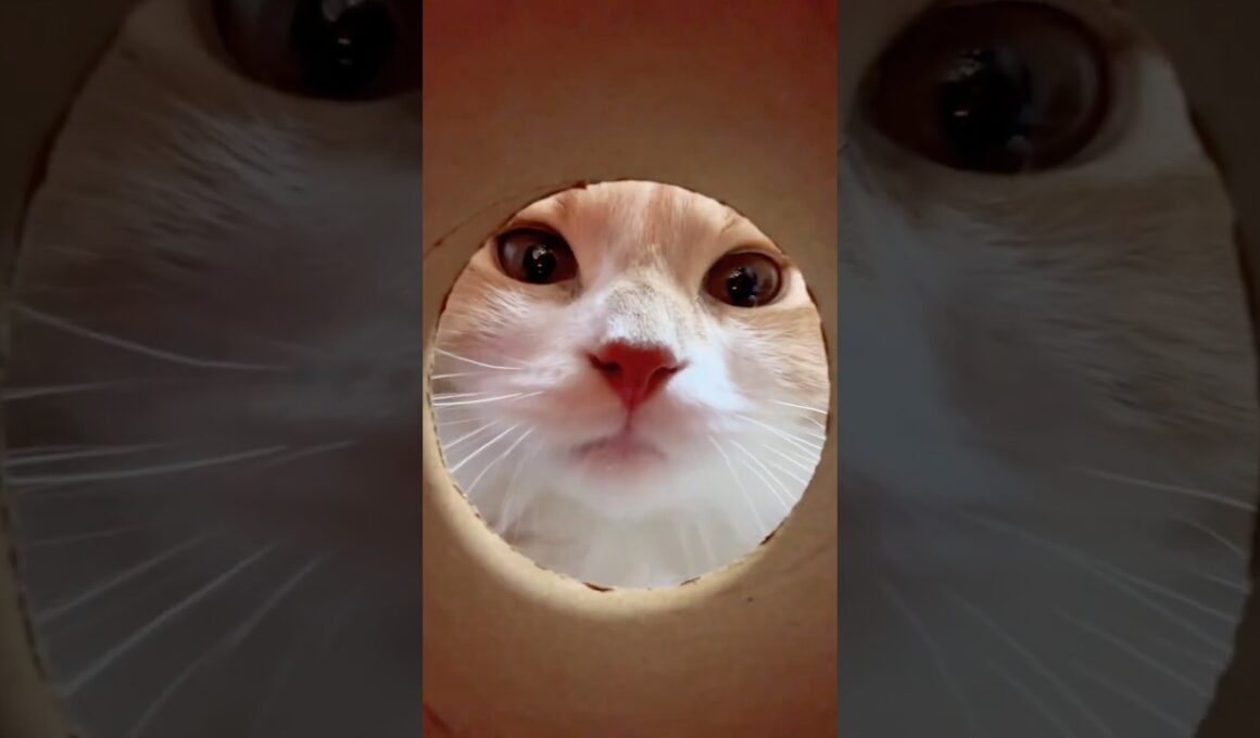 時々おかしくなる猫#スコティッシュフォールド #子ネコ #shorts