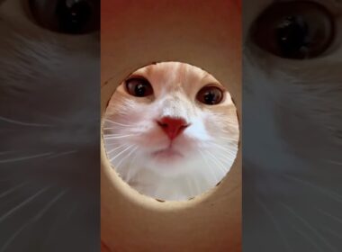 時々おかしくなる猫#スコティッシュフォールド #子ネコ #shorts