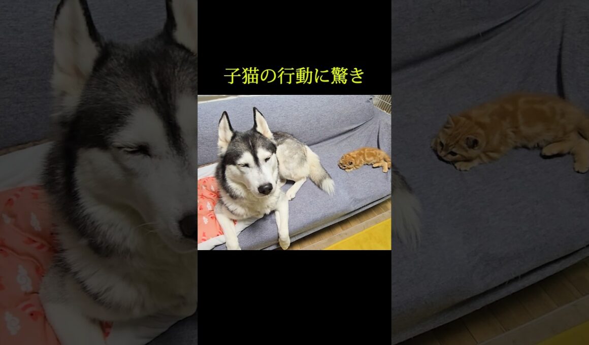 向こうに行きたい子猫に驚きの行動...#shorts