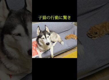 向こうに行きたい子猫に驚きの行動...#shorts