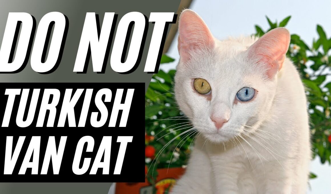 7 Reasons You Should NOT Get a Turkish Van Cat