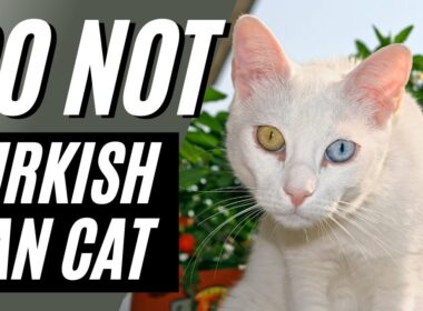 7 Reasons You Should NOT Get a Turkish Van Cat