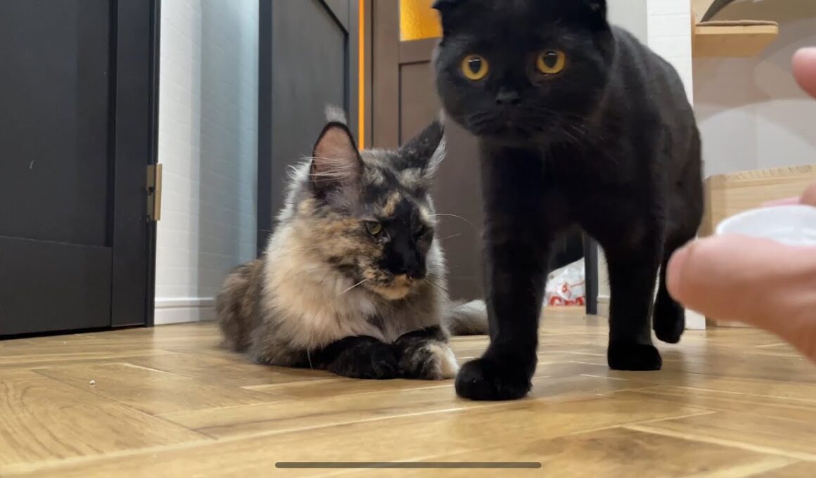 ワンと鳴くメインクーンと遊んでる気持ちになれる動画