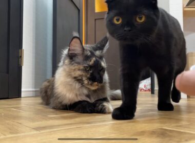 ワンと鳴くメインクーンと遊んでる気持ちになれる動画