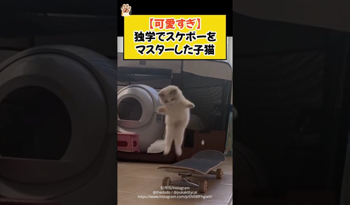 【可愛すぎ】独学でスケボーをマスターした子猫 #shorts #ねこ #cat #ラグドール #独学 #猫のいる暮らし #青山龍星