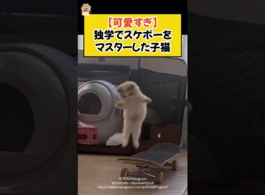 【可愛すぎ】独学でスケボーをマスターした子猫 #shorts #ねこ #cat #ラグドール #独学 #猫のいる暮らし #青山龍星