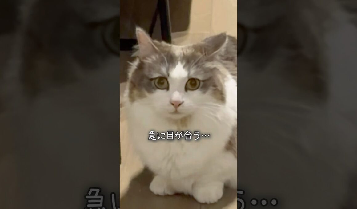 お宝を見つけてしまったマンチカンしらす