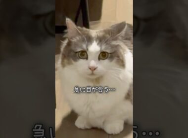 お宝を見つけてしまったマンチカンしらす