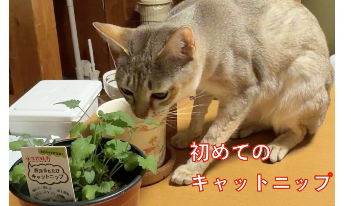 【シンガプーラ】ストレスケアの言葉に惹かれてキャットニップ買ってみました