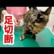 保護子猫の足は切断手術することになりました