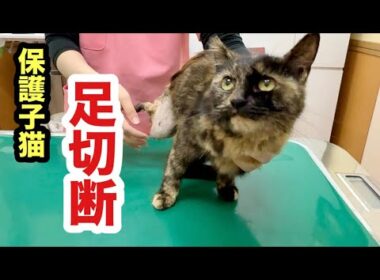 保護子猫の足は切断手術することになりました