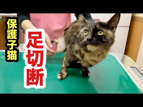 保護子猫の足は切断手術することになりました