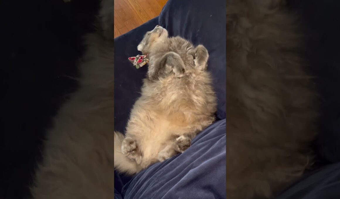 relax #ねこ動画 #アメリカンカール #american cat