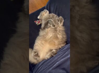 relax #ねこ動画 #アメリカンカール #american cat