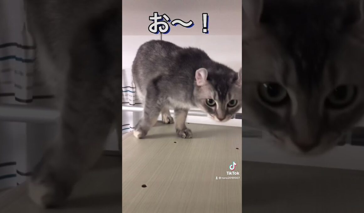 【オリンピック】２段ジャンプ！あまりの可愛さに金メダル確定！？#shorts #猫 #オリンピック