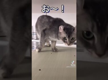 【オリンピック】２段ジャンプ！あまりの可愛さに金メダル確定！？#shorts #猫 #オリンピック