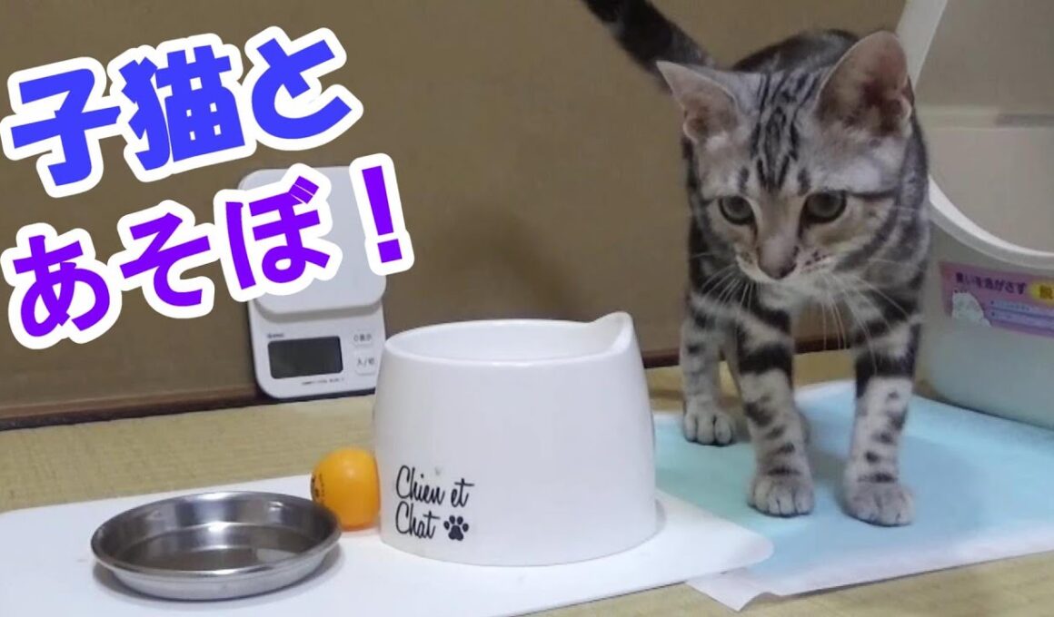 アメショ子猫といっぱい遊ぼ！　(アメリカンショートヘア)
