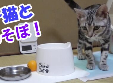 アメショ子猫といっぱい遊ぼ！　(アメリカンショートヘア)