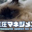 バーマン猫ガブ【低気圧マネジメント】Countermeasures against low pressure（バーマン猫）Birman/Cat