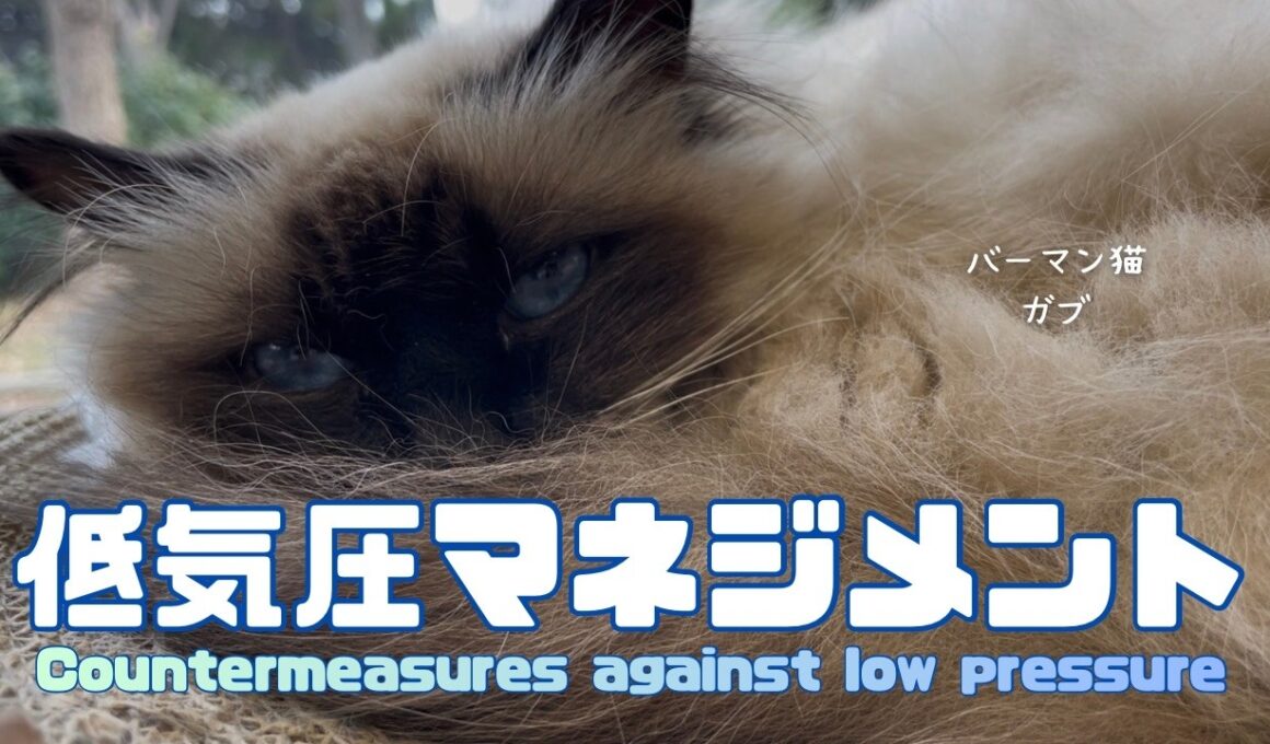 バーマン猫ガブ【低気圧マネジメント】Countermeasures against low pressure（バーマン猫）Birman/Cat