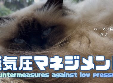 バーマン猫ガブ【低気圧マネジメント】Countermeasures against low pressure（バーマン猫）Birman/Cat