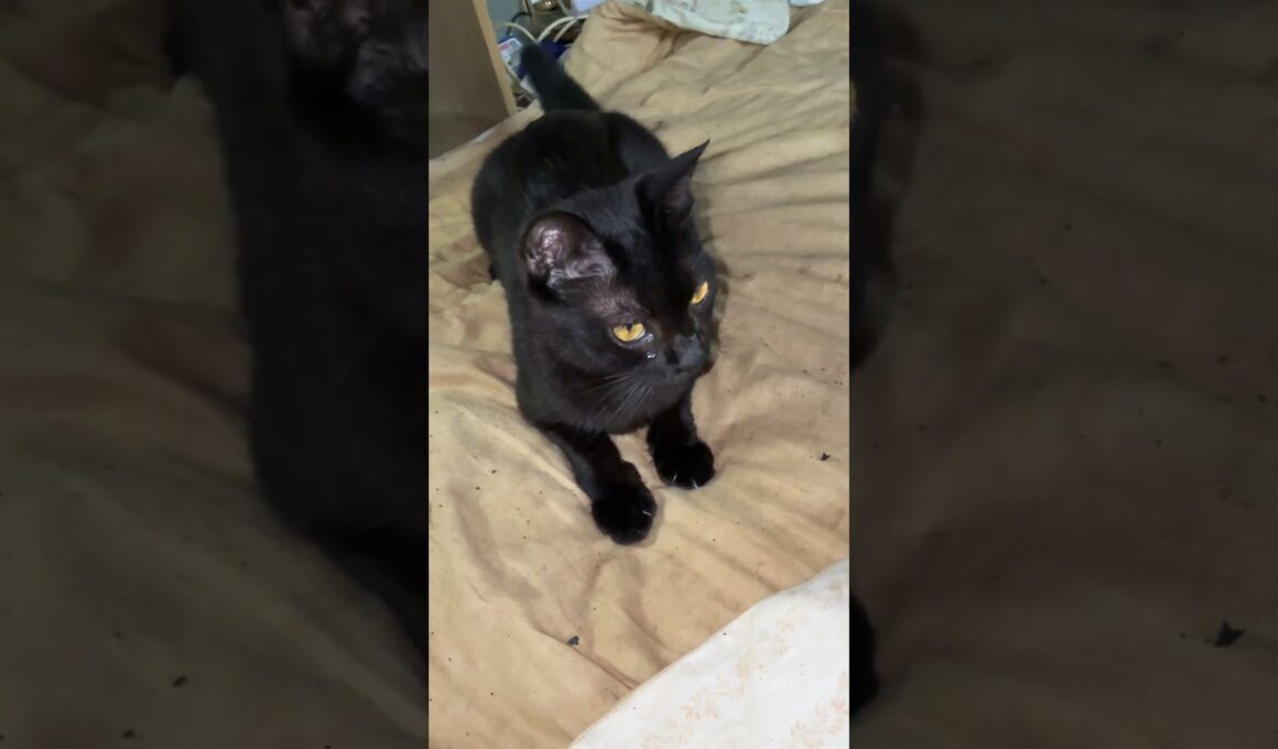 キャップ遊びするかい黒猫くー。シャム雫、三毛猫ミックス、眼を光らせて見てたら。キジシロのルルが