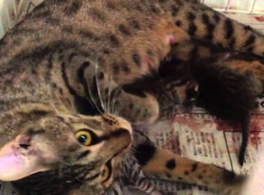 オシキャット☆ジェシカ、出産直後