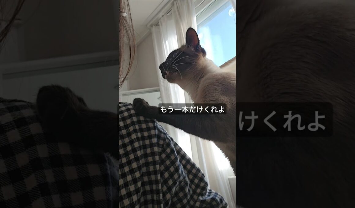 おしゃべり猫のおねだりの方法が可愛すぎた。#シャム猫ひおろ #おねだり猫 #おしゃべり猫 #cat