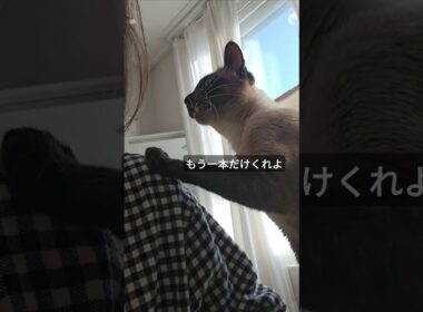 おしゃべり猫のおねだりの方法が可愛すぎた。#シャム猫ひおろ #おねだり猫 #おしゃべり猫 #cat