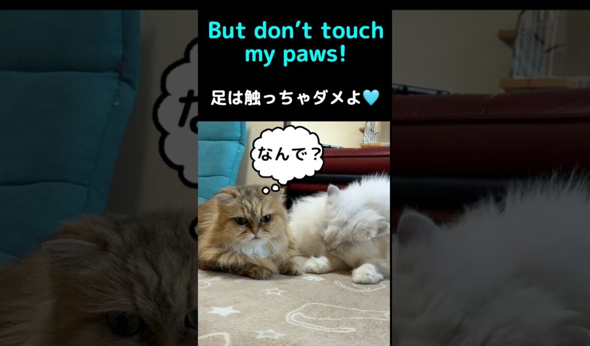 ペルシャ猫ぎんちゃん姉妹と仲良し…と思ったら⁉️#猫 #猫動画 #ペルシャ猫 #かわいい猫 #癒し #猫のいる暮らし #仲良し猫 #毛づくろい #猫ショート #動物動画