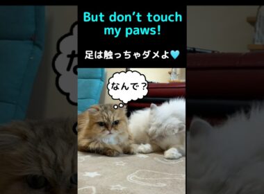 ペルシャ猫ぎんちゃん姉妹と仲良し…と思ったら⁉️#猫 #猫動画 #ペルシャ猫 #かわいい猫 #癒し #猫のいる暮らし #仲良し猫 #毛づくろい #猫ショート #動物動画