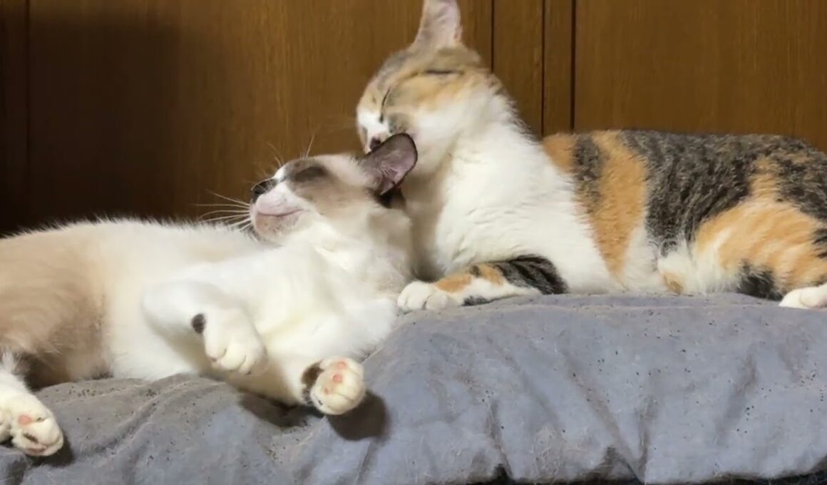 三毛猫ミックスに甘えるシャム猫のパンダくん、幸せな顔