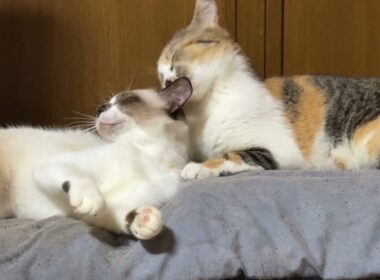 三毛猫ミックスに甘えるシャム猫のパンダくん、幸せな顔