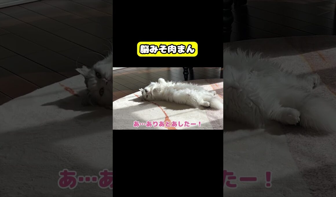 脳みそ肉まん　#猫 #おもしろ #アテレコ #ニャンチューバーつくし