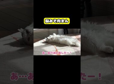 脳みそ肉まん　#猫 #おもしろ #アテレコ #ニャンチューバーつくし